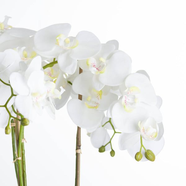 Large White Orchid In Stone Pot - Canwell Interiors Limited - Hills