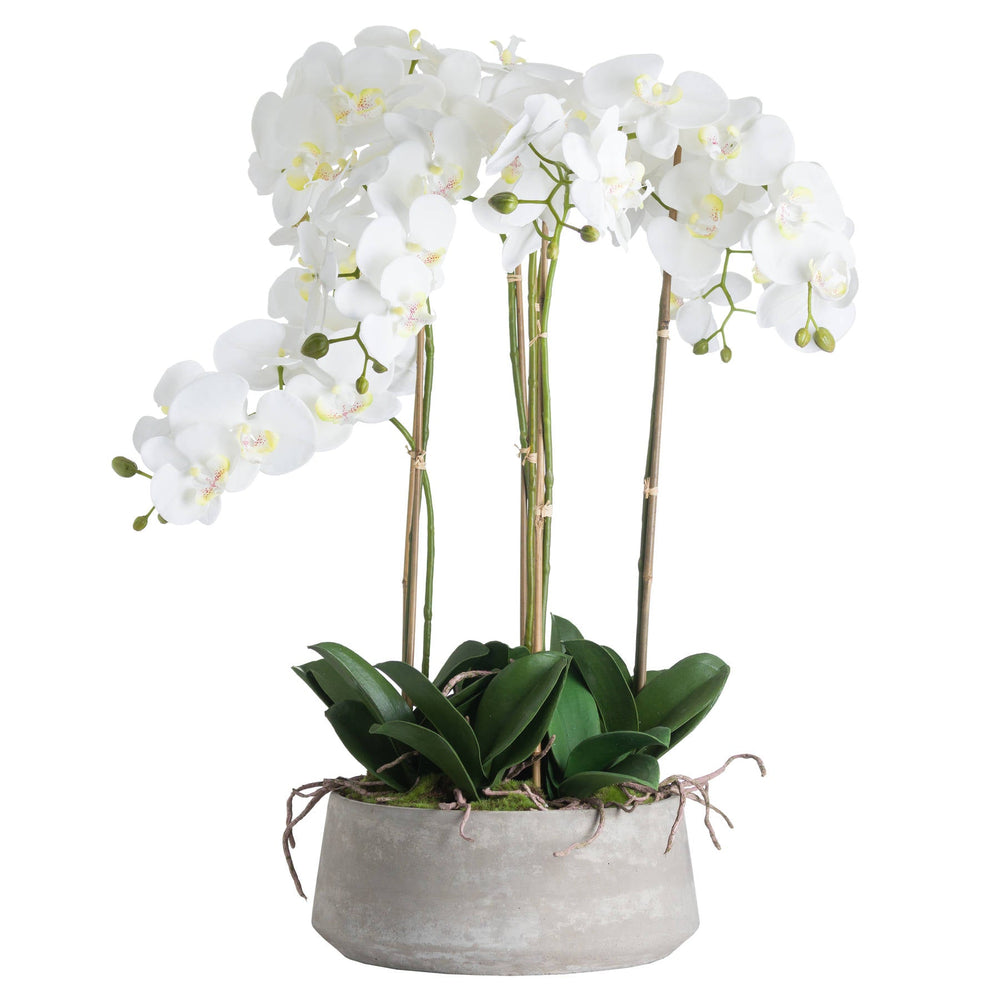 Large White Orchid In Stone Pot - Canwell Interiors Limited - Hills