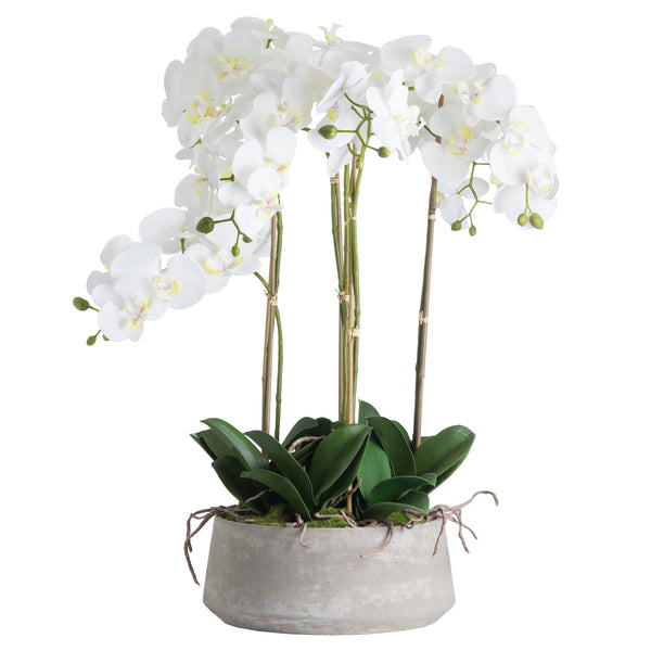 Large White Orchid In Stone Pot - Canwell Interiors Limited - Hills