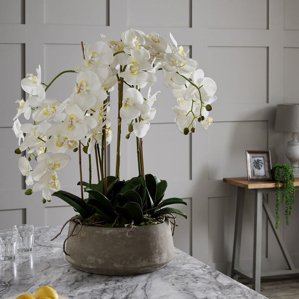 Large White Orchid In Stone Pot - Canwell Interiors Limited - Hills