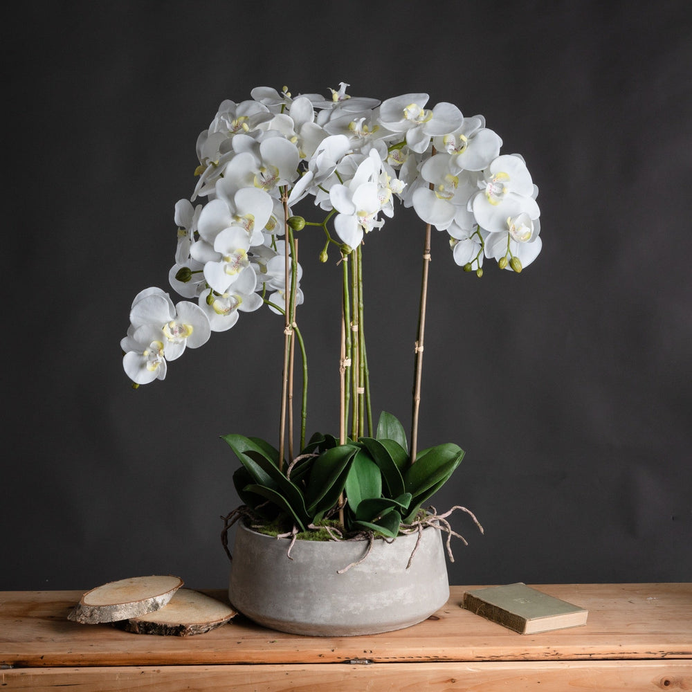 Large White Orchid In Stone Pot - Canwell Interiors Limited - Hills