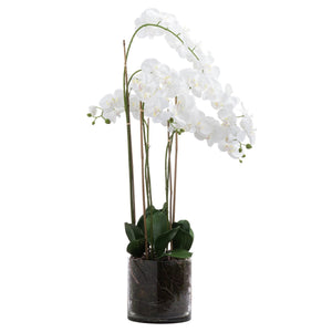 Large White Tall Orchid In Glass Pot - Canwell Interiors Limited - Hills