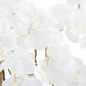Large White Tall Orchid In Glass Pot - Canwell Interiors Limited - Hills