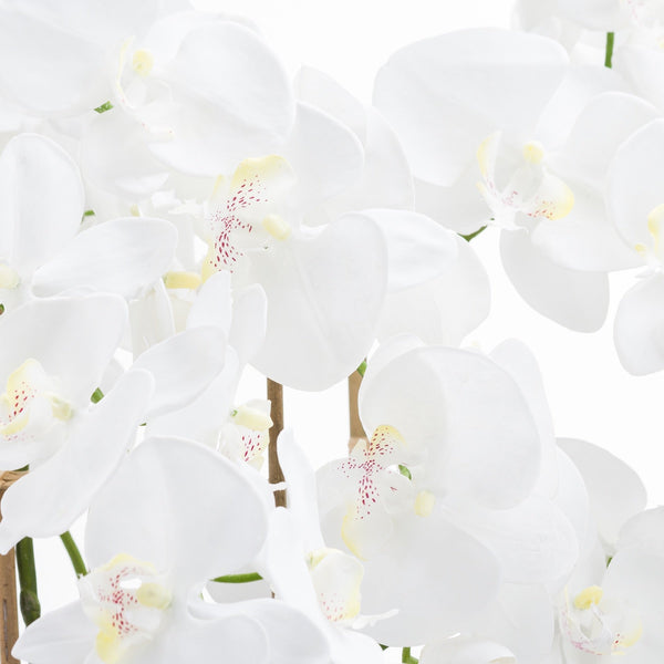 Large White Tall Orchid In Glass Pot - Canwell Interiors Limited - Hills
