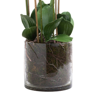 Large White Tall Orchid In Glass Pot - Canwell Interiors Limited - Hills