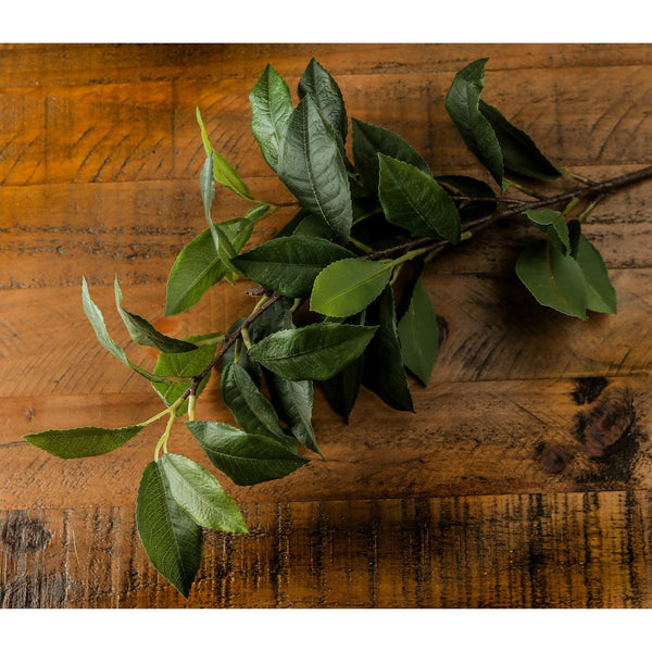 Laurel Leaf Spray - Canwell Interiors Limited - Hills