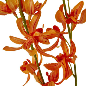Orange Cymbidium Spray - Canwell Interiors Limited - Hills
