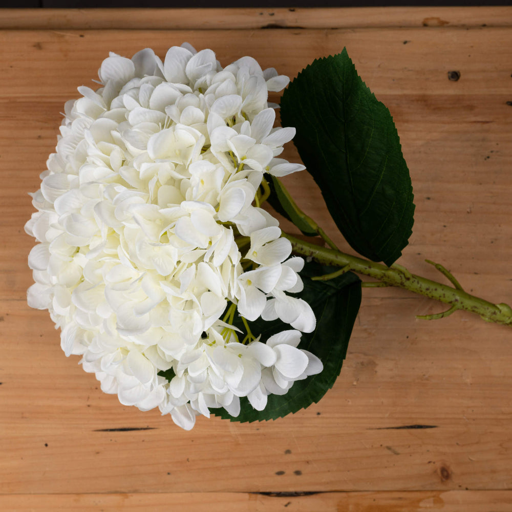 Oversized White Hydrangea - Canwell Interiors Limited - Hills