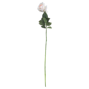 Palest Pink Tea Rose - Canwell Interiors Limited - Hills