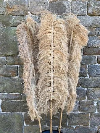 Pampass Grass - Canwell Interiors Limited - Xshowhome