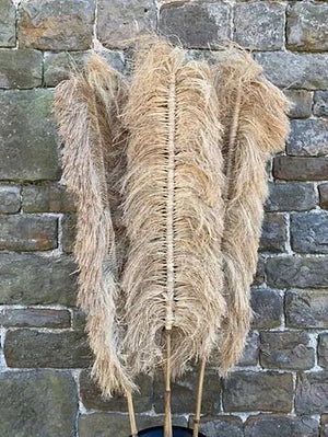 Pampass Grass - Canwell Interiors Limited - Xshowhome