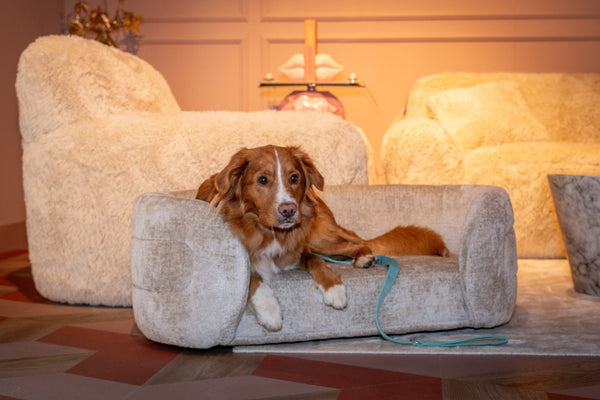 Pet Bed Bingo Clay Chenille - XShowhome Limited - Richmond