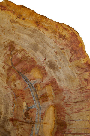 Relic Large Petrified Wood Side Table - Canwell Interiors Limited - Xshowhome