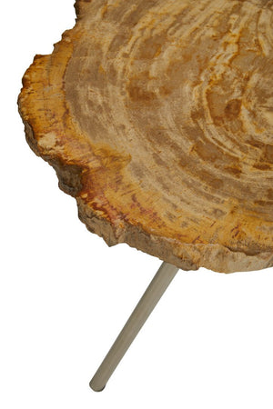 Relic Large Petrified Wood Side Table - Canwell Interiors Limited - Xshowhome