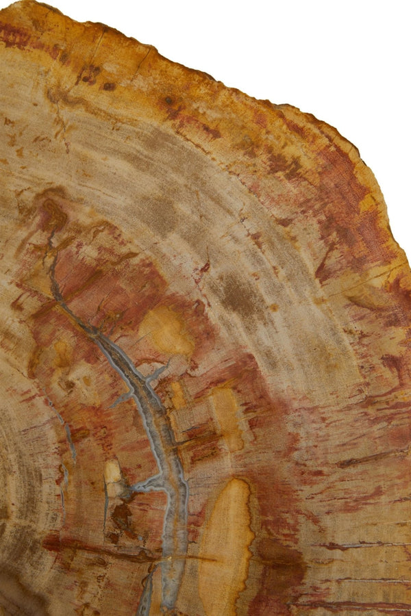Relic Large Petrified Wood Side Table - XShowhome Limited - Xshowhome