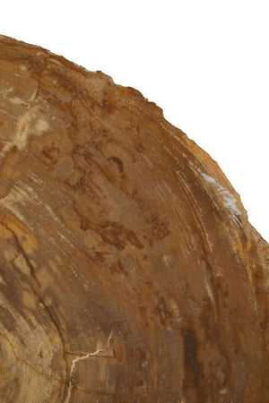Relic Medium Petrified Wood Side Table - XShowhome Limited - Xshowhome