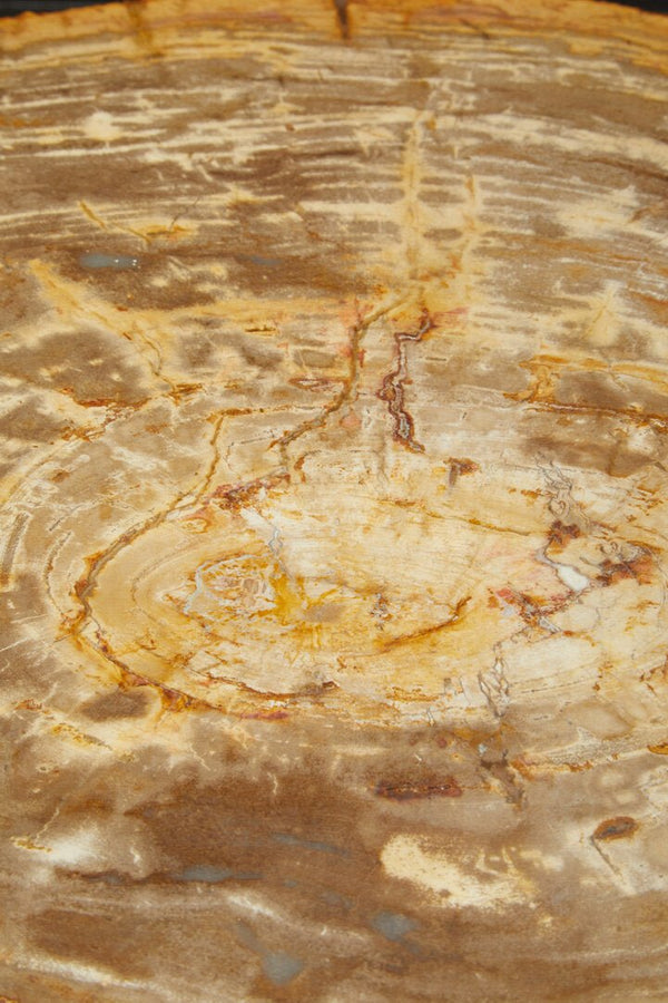 Relic Natural Petrified Wood Coffee Table - Canwell Interiors Limited - Xshowhome