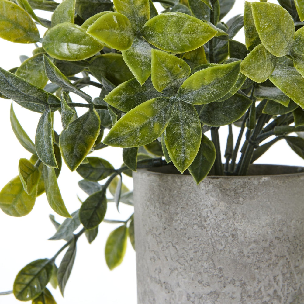 Small Box Plant In Grey Pot - Canwell Interiors Limited - Hills
