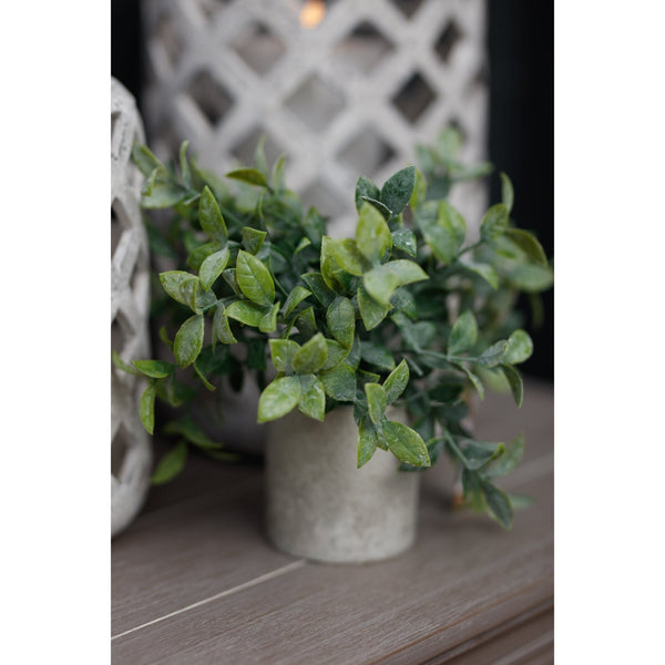 Small Box Plant In Grey Pot - Canwell Interiors Limited - Hills