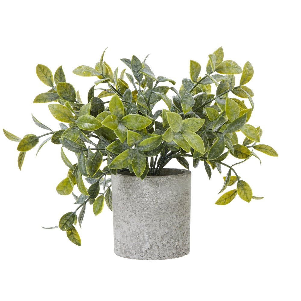 Small Box Plant In Grey Pot - Canwell Interiors Limited - Hills