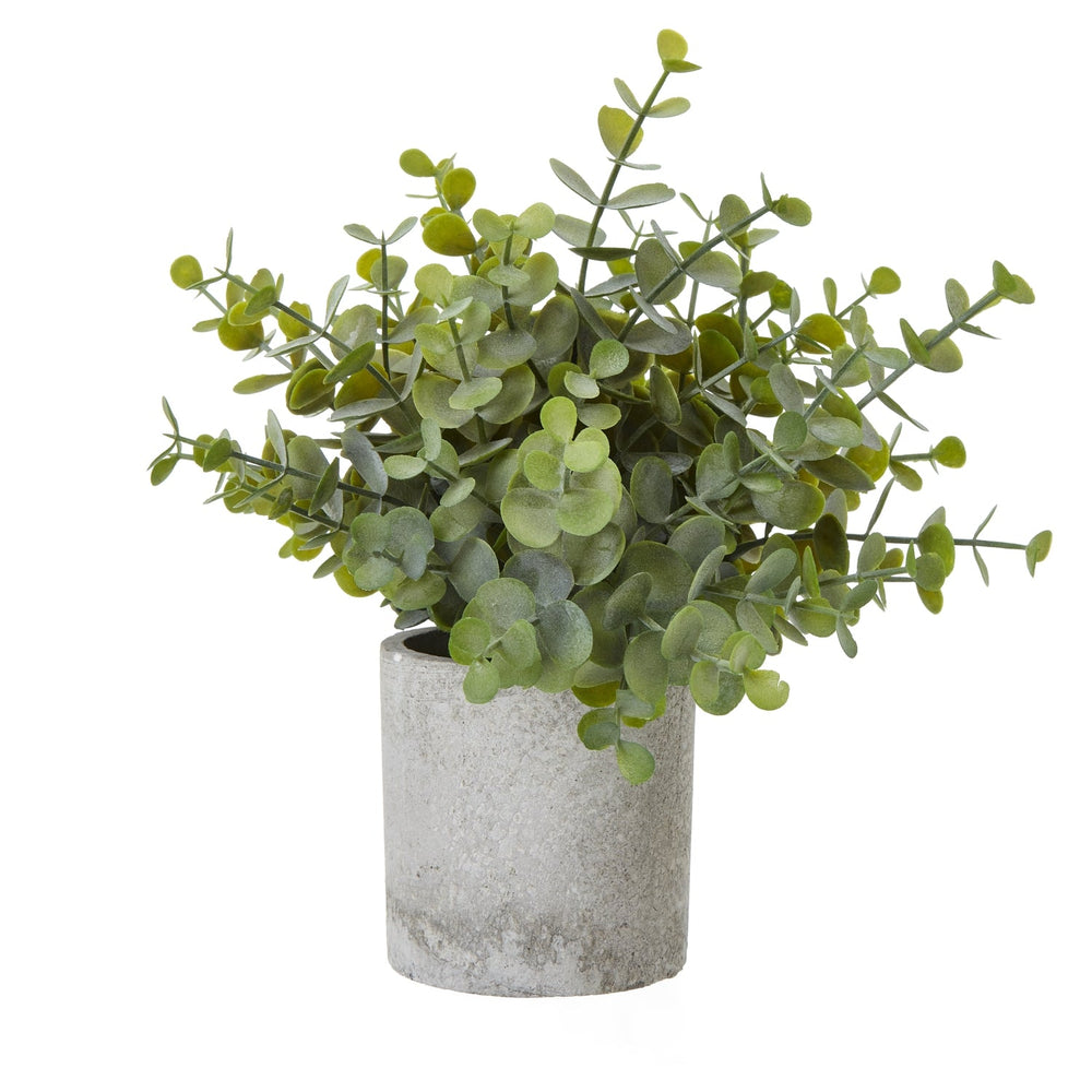 Small Button Eucalyptus Plant In Grey Pot - Canwell Interiors Limited - Hills