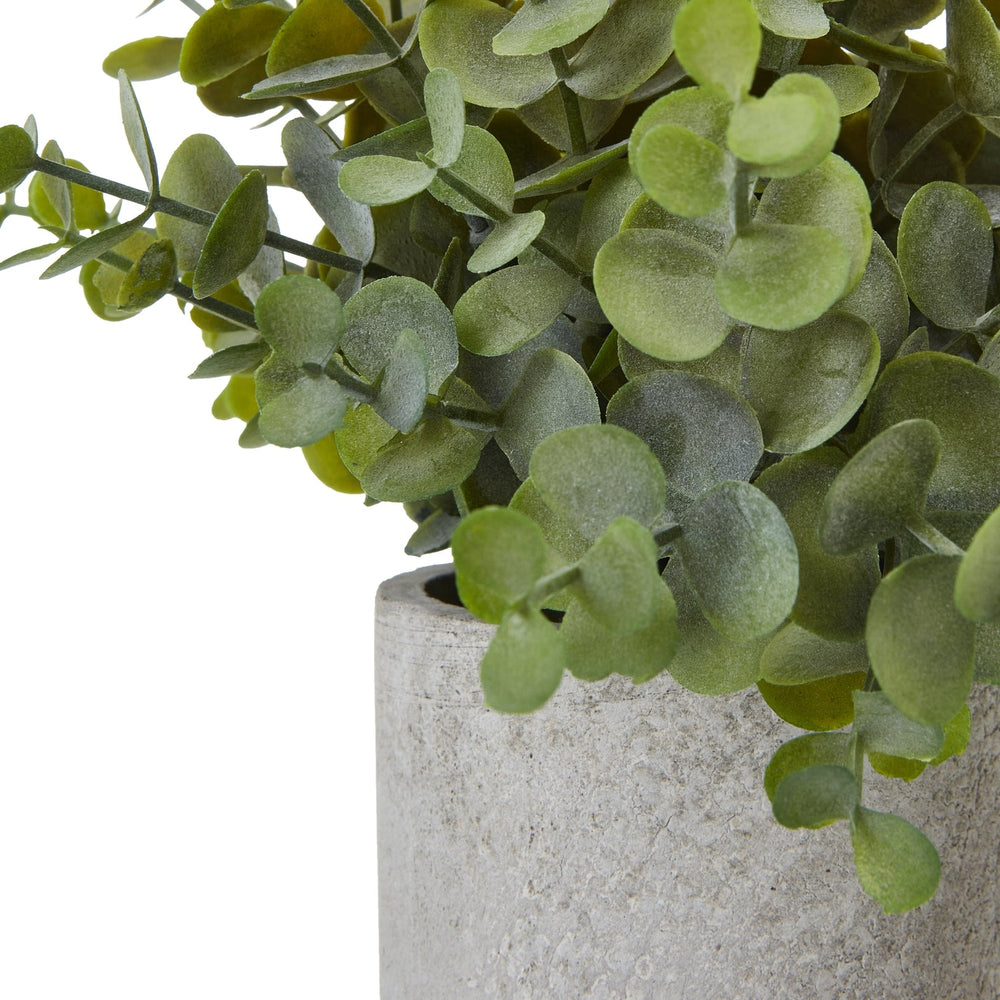 Small Button Eucalyptus Plant In Grey Pot - Canwell Interiors Limited - Hills