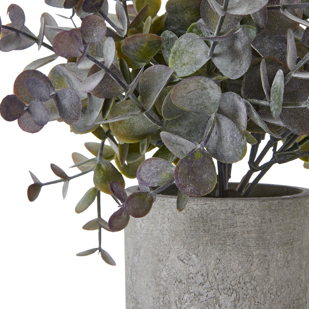 Small Eucalyptus Cinerea Plant In Grey Pot - Canwell Interiors Limited - Hills