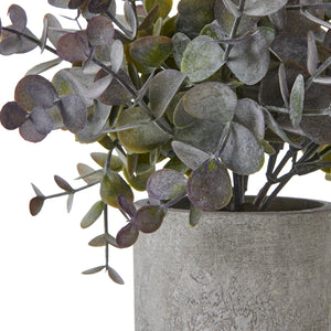 Small Eucalyptus Cinerea Plant In Grey Pot - Canwell Interiors Limited - Hills