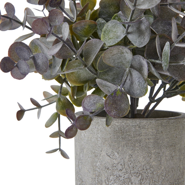 Small Eucalyptus Cinerea Plant In Grey Pot - Canwell Interiors Limited - Hills