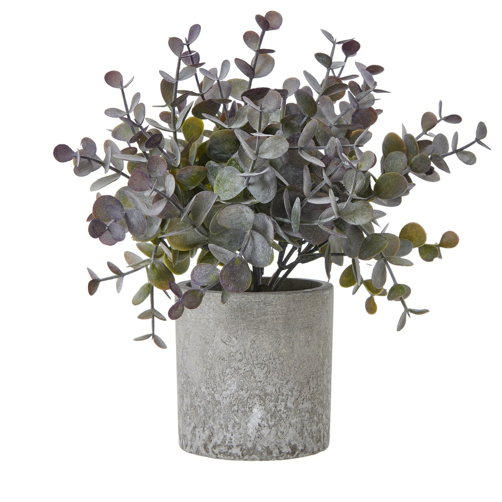 Small Eucalyptus Cinerea Plant In Grey Pot - Canwell Interiors Limited - Hills