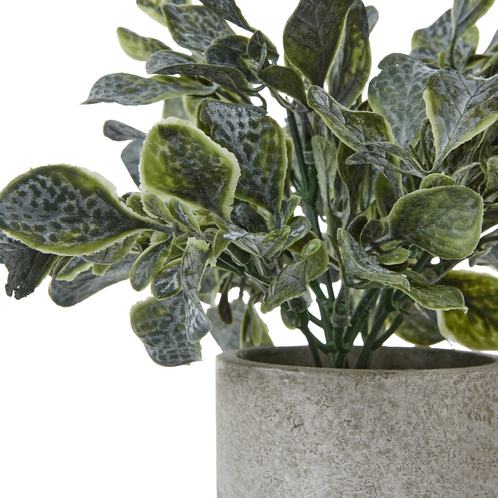 Small Giana Eucalyptus Plant In Grey Pot - Canwell Interiors Limited - Hills