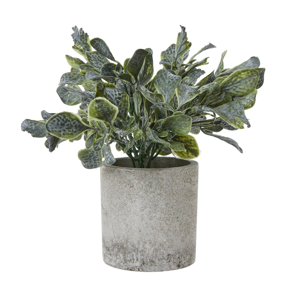 Small Giana Eucalyptus Plant In Grey Pot - Canwell Interiors Limited - Hills