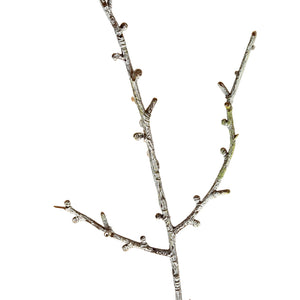 Snowy Winter Woodland Branch - Canwell Interiors Limited - Hills