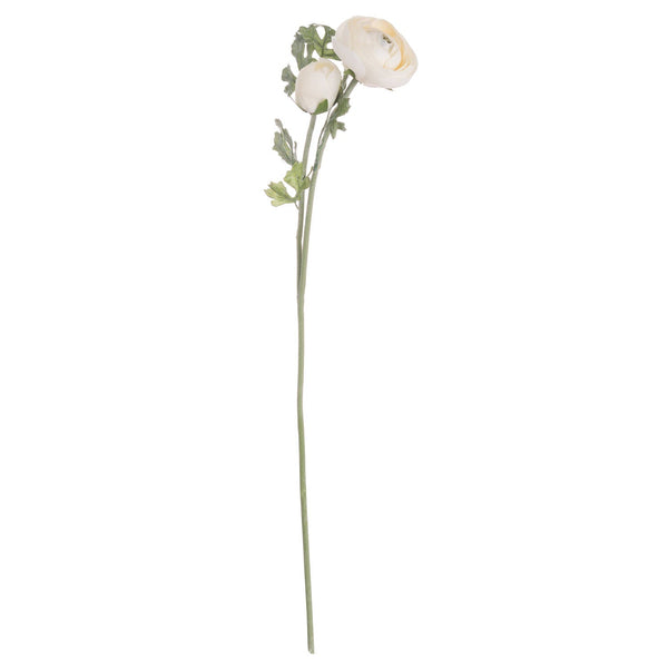 Soft Cream Ranunculus - Canwell Interiors Limited - Hills