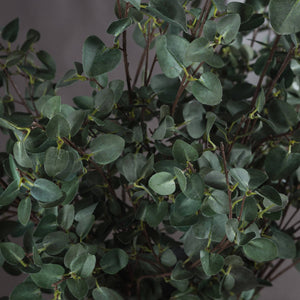 Tall Eucalyptus Stem - Canwell Interiors Limited - Hills