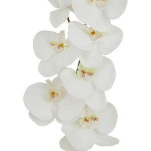 Tall White Butterfly Orchid Stem - Canwell Interiors Limited - Hills