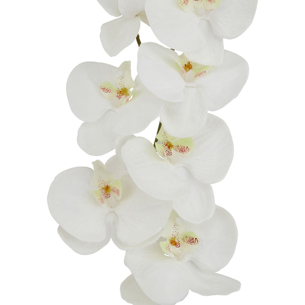 Tall White Butterfly Orchid Stem - Canwell Interiors Limited - Hills