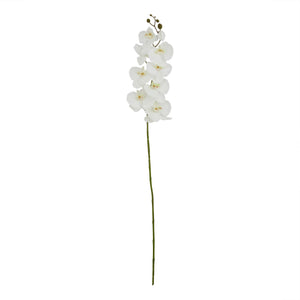Tall White Butterfly Orchid Stem - Canwell Interiors Limited - Hills