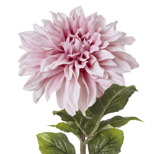 The Natural Garden Collection Pink Dahlia - Canwell Interiors Limited - Hills