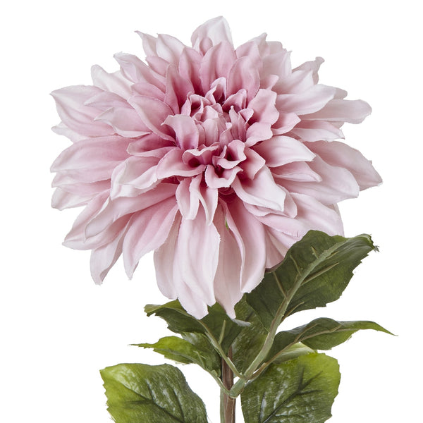 The Natural Garden Collection Pink Dahlia - Canwell Interiors Limited - Hills