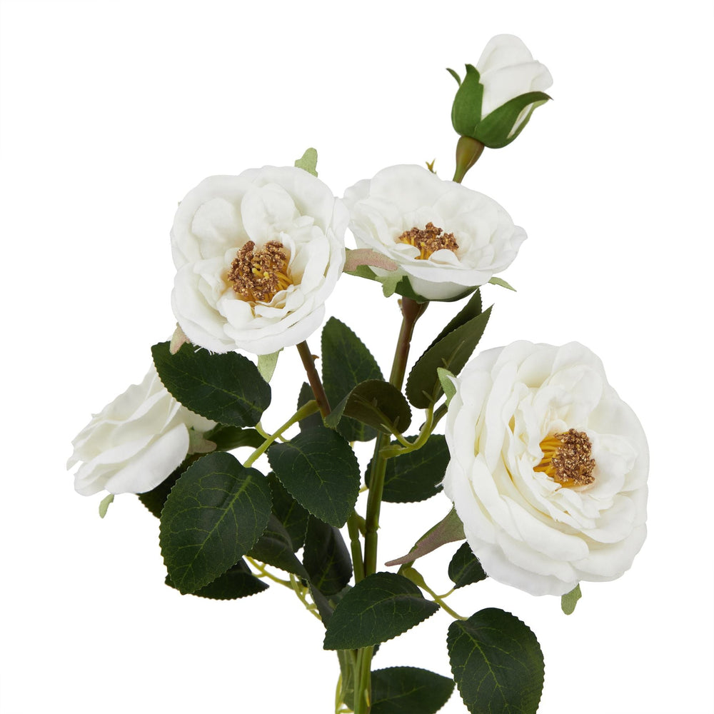 The Natural Garden Collection White Hedge Rose Stem - Canwell Interiors Limited - Hills