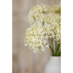 Three Head Cream Allium Spray - Canwell Interiors Limited - Hills