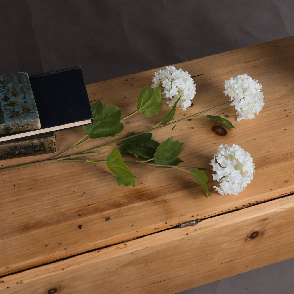 Viburnum Opulus - Canwell Interiors Limited - Hills