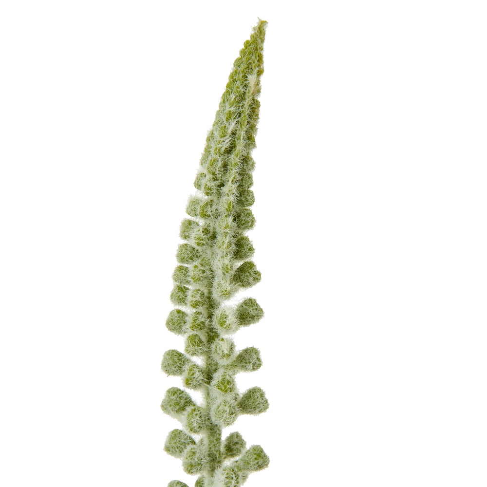 White Eremurus Stem - Canwell Interiors Limited - Hills