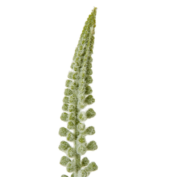 White Eremurus Stem - Canwell Interiors Limited - Hills
