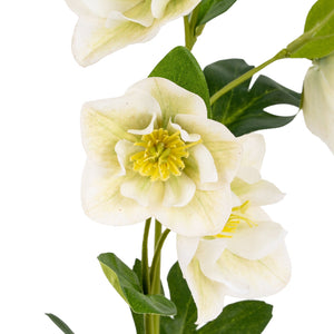 White Hellebore Stem - Canwell Interiors Limited - Hills