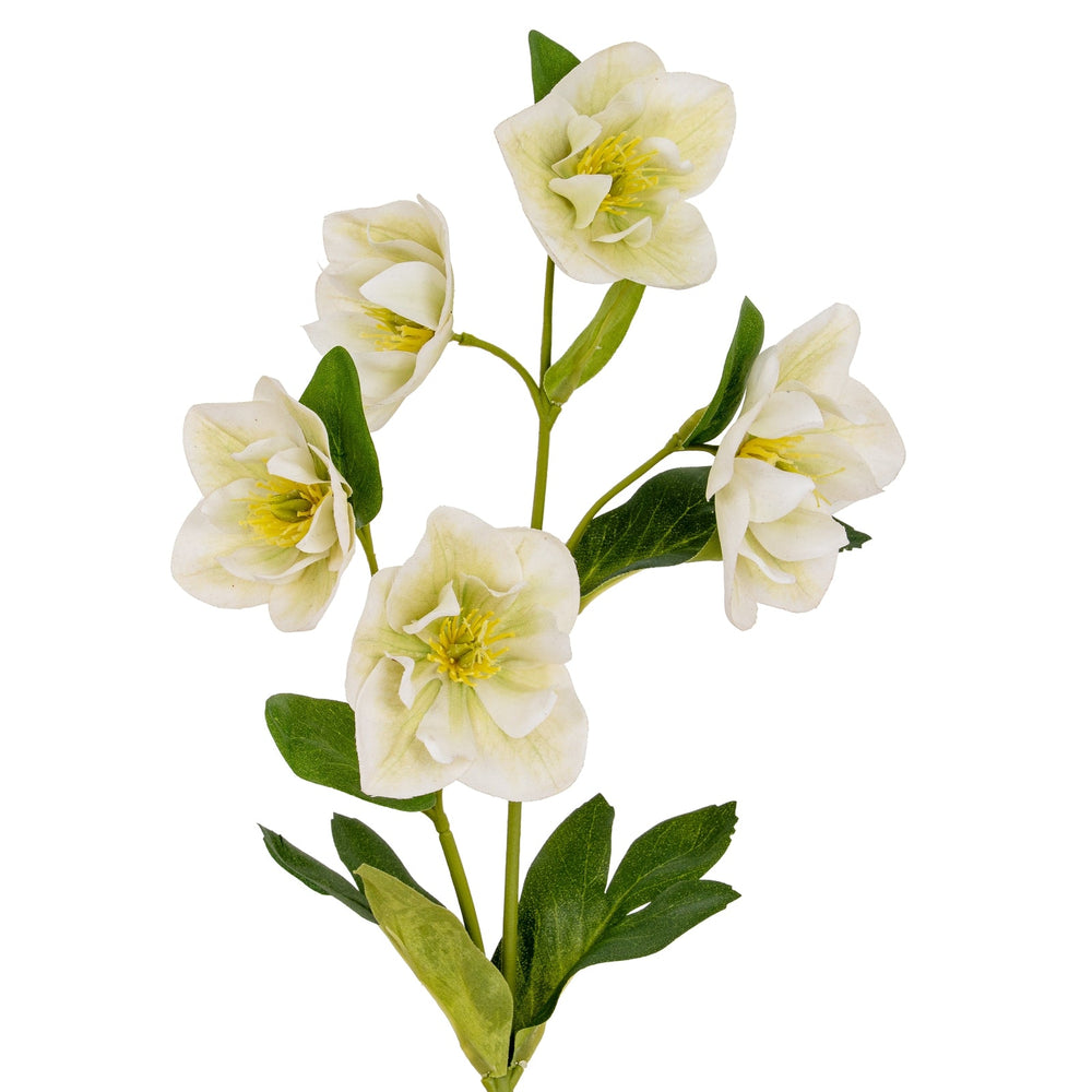 White Hellebore Stem - Canwell Interiors Limited - Hills