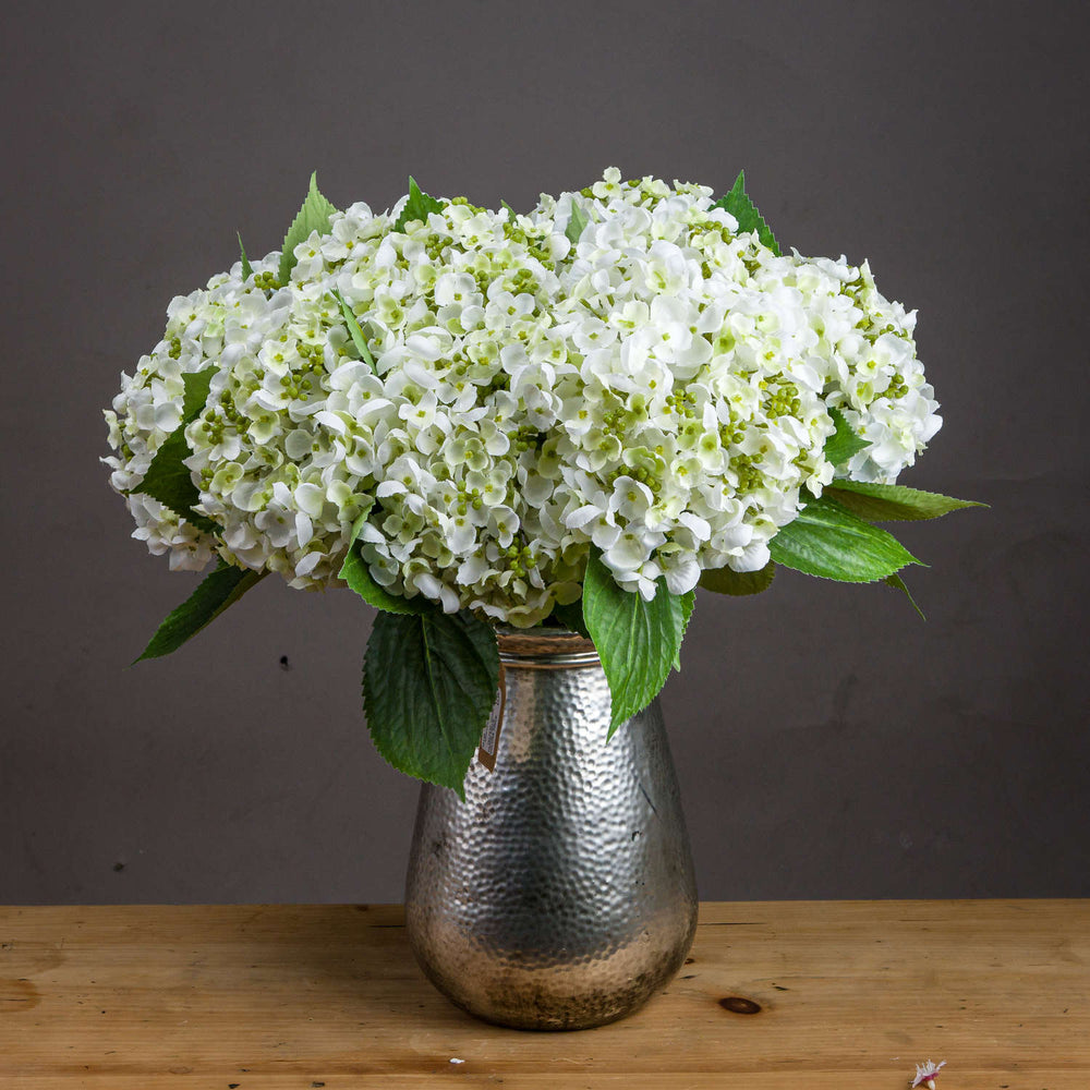 White Lace Cap Hydrangea - Canwell Interiors Limited - Hills