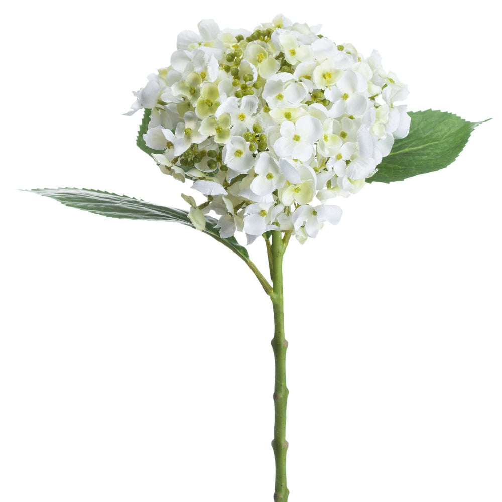 White Lace Cap Hydrangea - Canwell Interiors Limited - Hills