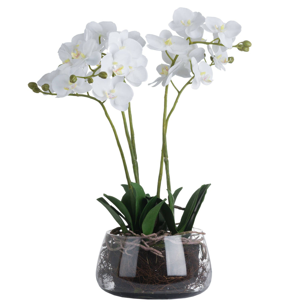 White Orchid In Glass Pot - Canwell Interiors Limited - Hills